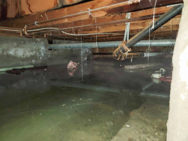 Best 24-hour water damage restoration  in Mount Morris, MI